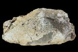 Triceratops Frill Section - Montana #100846-2